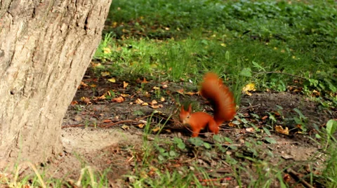 Squirrel Digs In Ground Stock Footage 39145362