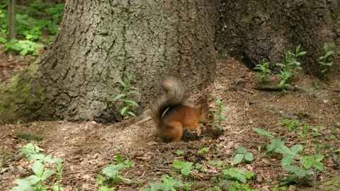 A squirrel digs a nut under a tree in a forest. 動画素材 130729703