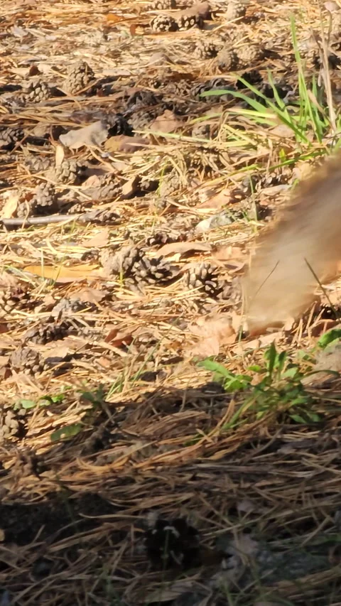 Squirrel digs in pine needles, focused on foraging Stock Footage 347674269