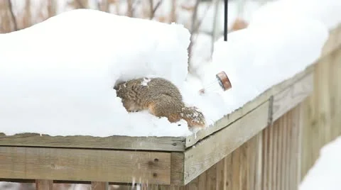 Squirrel Digs In Snow Stock Footage 21223230