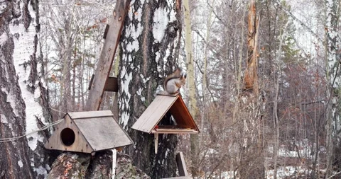 Squirrel dining in a bird feeder amidst a winter forest, highlighting nature's Stock Footage 257421668