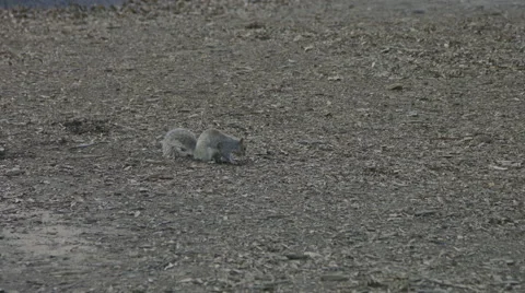 Squirrel in the Dirt Stock-Footage 59823064