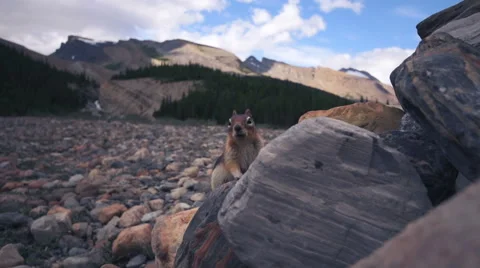 Squirrel disappearing behind rocks Stock Footage 54929549