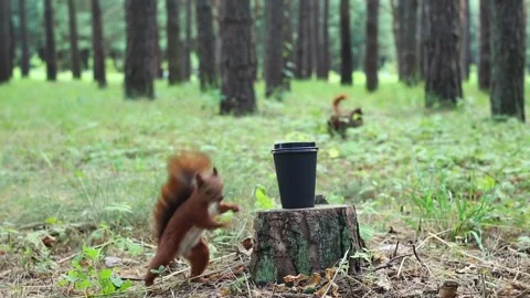 Squirrel discovering and interacting with black bucket on wooden surface Video stock 314250055