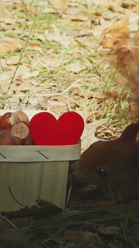 Squirrel discovering red heart-shaped object near wooden feeding station Stock Footage 314110336