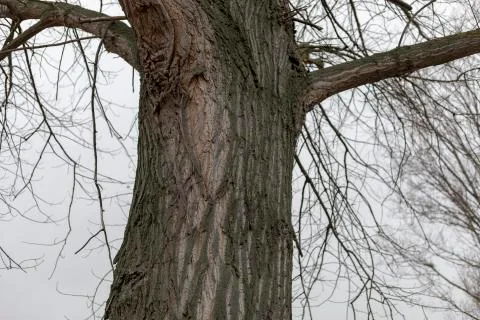 Squirrel dispersing behind tree trunk Stock Photos