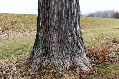 Squirrel dispersing behind tree trunk Foto stock