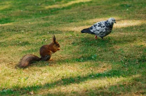 Squirrel with dove Foto stock