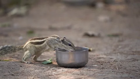 Squirrel drink a water 01 Stock Footage 258025362