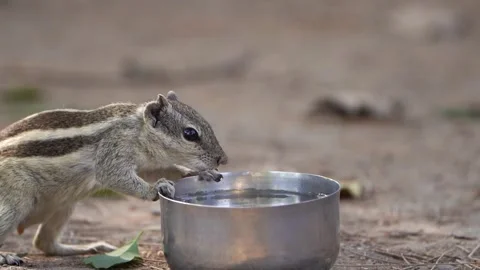 Squirrel drink a water 02 Stock Footage 258025624