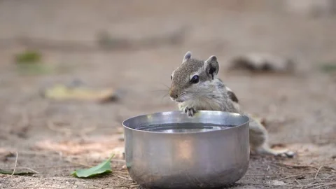 Squirrel drink a water 03 Video stock 258025418