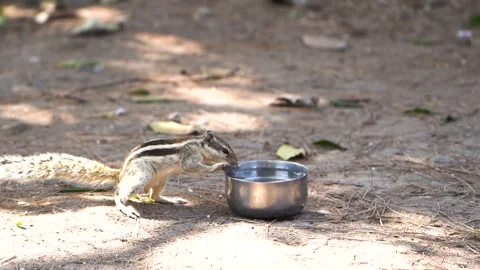 Squirrel drink a water Stock Footage 258025715
