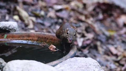 Squirrel drinking at a small waterhole Stock Footage 255762787