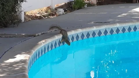 Squirrel Drinking From Swimming Pool Stock Footage 155559450