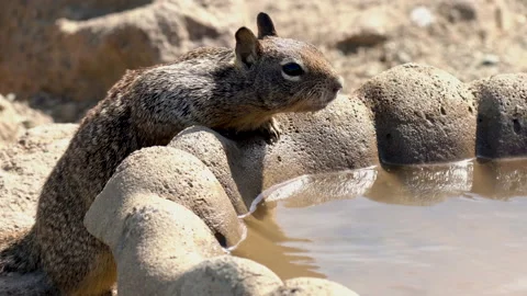 Squirrel drinking water on the beach, close up portrait Stock Footage 152640195