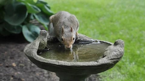 SQUIRREL, DRINKING WATER, CLOSE UP, FRONT VIEW, OVER-CRANKED FTG. Stock Footage 137273061