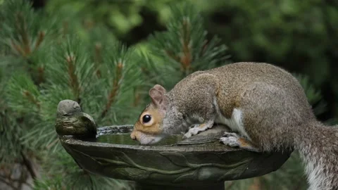 SQUIRREL, DRINKING WATER, CLOSE-UP, SIDE VIEW, OVER-CRANKED FTG. Stock Footage 137272391