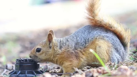 Squirrel is drinking water Stock Footage 81493019