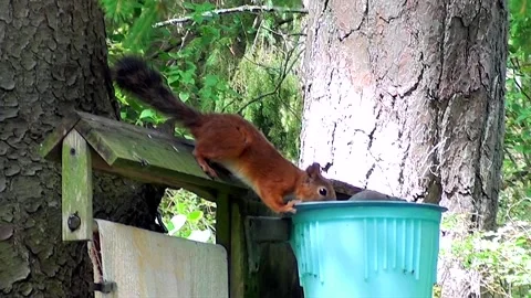 Squirrel drinking water Stock Footage 254429509