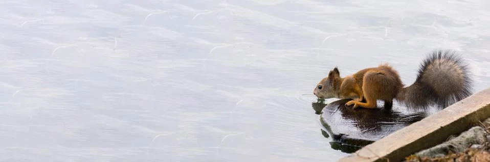 Squirrel drinking water Stock Photos