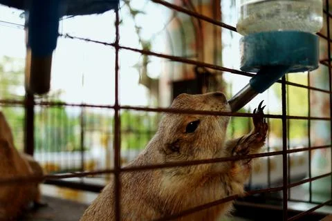 Squirrel is drinking water. Stock Photos