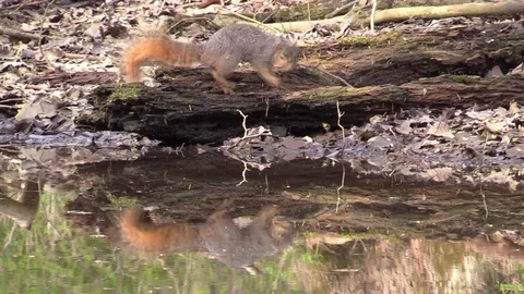 Squirrel drinking water reflection on forest pond Stock Footage 90062711