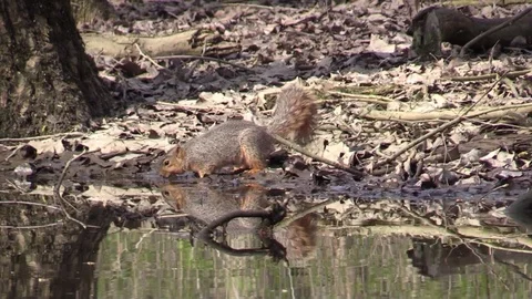 Squirrel drinking water reflection on forest pond runs away Stock Footage 90063125