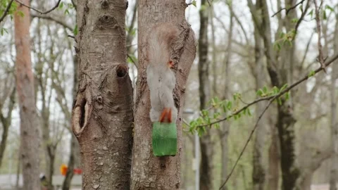A squirrel drinks Stock Footage 180495900