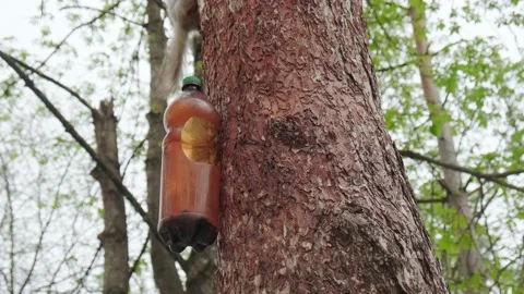 A squirrel drinks Stock-Footage 180497730