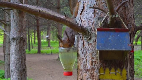 A squirrel drinks water from a drinker attached to a tree trunk in the park. Stock Footage 240867201