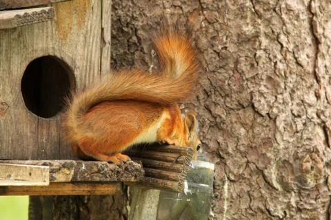 Squirrel drinks water. Sciurus. Rodent. Squirrel on the birdhouse. Beautiful  Foto stock
