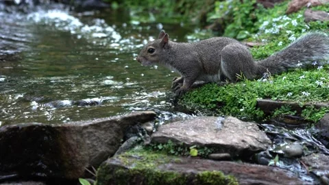 Squirrel drinks water by the stream in a forested area during the afternoon Vídeos de archivo 334664583