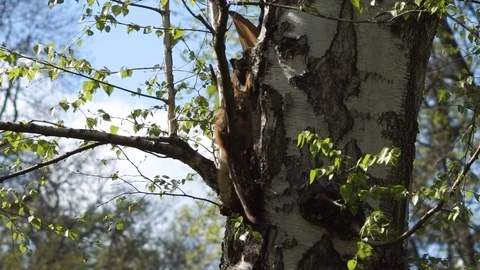 Squirrel dropping nut while sitting on the branch in the city park Stock Footage 107869777
