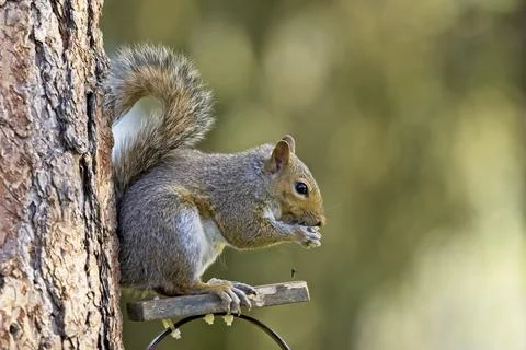 Squirrel drops a seed while eating. Stock Photos
