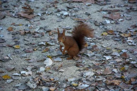 Squirrel with dry leaves Stock Photos