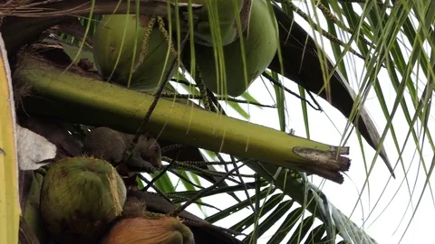 Squirrel eat coconut.4k video Stock Footage 80680653