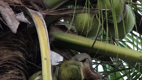 Squirrel eat coconut.4k video Stock Footage 80785584