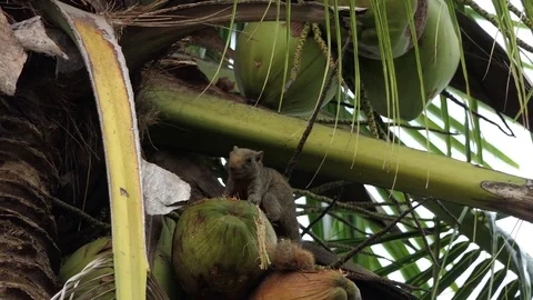 Squirrel eat coconut.4k video Stock Footage 80787899