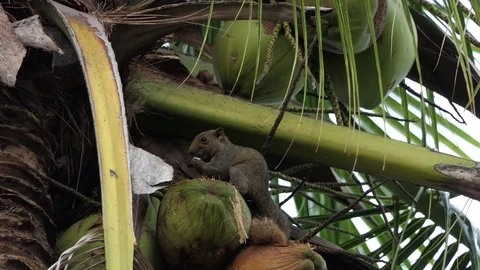 Squirrel eat coconut.4k video Stock Footage 80788892