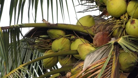 Squirrel eat coconut.4k video 動画素材 81839241