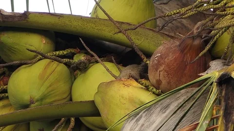 Squirrel eat coconut.4k video 動画素材 81840308