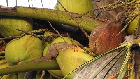 Squirrel eat coconut.4k video 動画素材 81841191