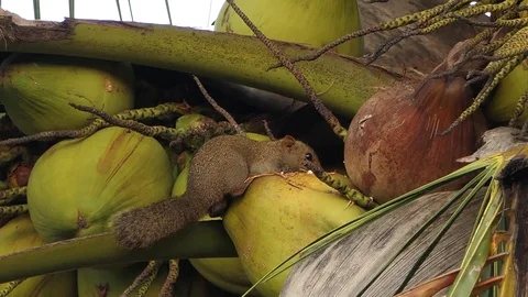 Squirrel eat coconut.4k video 動画素材 81841842