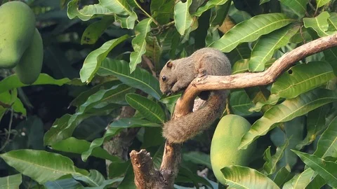 Squirrel eat mango.4k video Stock Footage 90131641