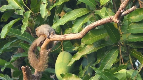 Squirrel eat mango.4k video Stock Footage 90133112