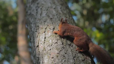 Squirrel eat nut and crawling up the tree Stock Footage 106093977
