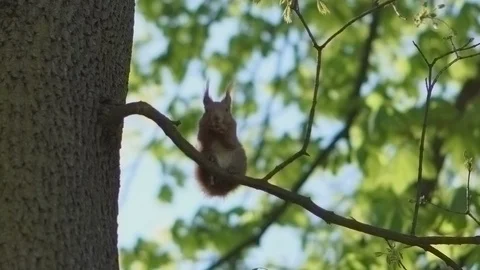 Squirrel eat nut and sitting on the branch in the city park Stock Footage 106962768