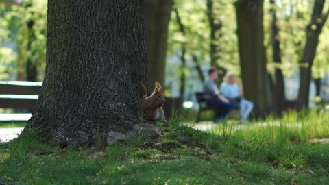 Squirrel eat nut and sitting on the tree root in the city park Stock Footage 106963577