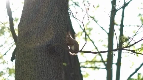 Squirrel Eat Nut And Sitting On The Branch In The City Park Harsh Sun Stock Footage 107135295