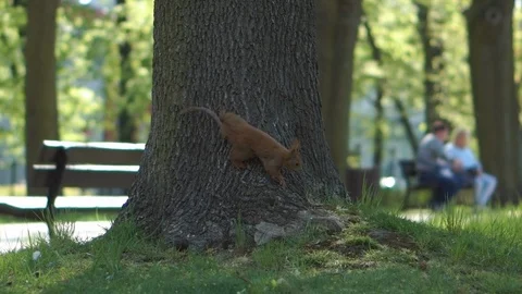 Squirrel eat nut and sitting on the tree root in the small city park Stock Footage 111402285